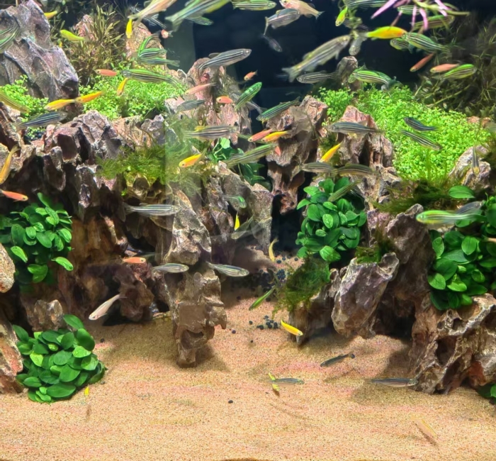 Aquatic landscape sand