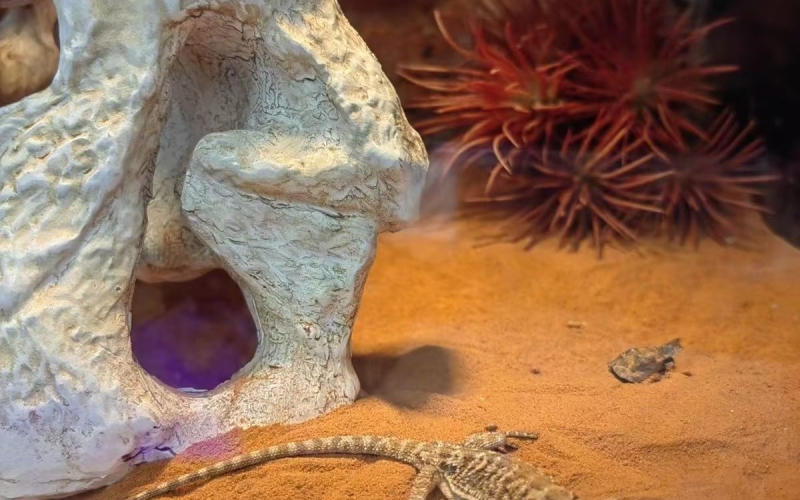 Colour sand used for reptile