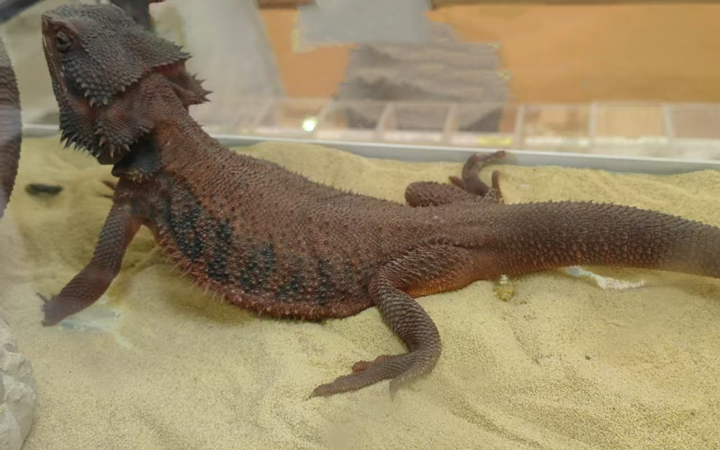 reptile sand